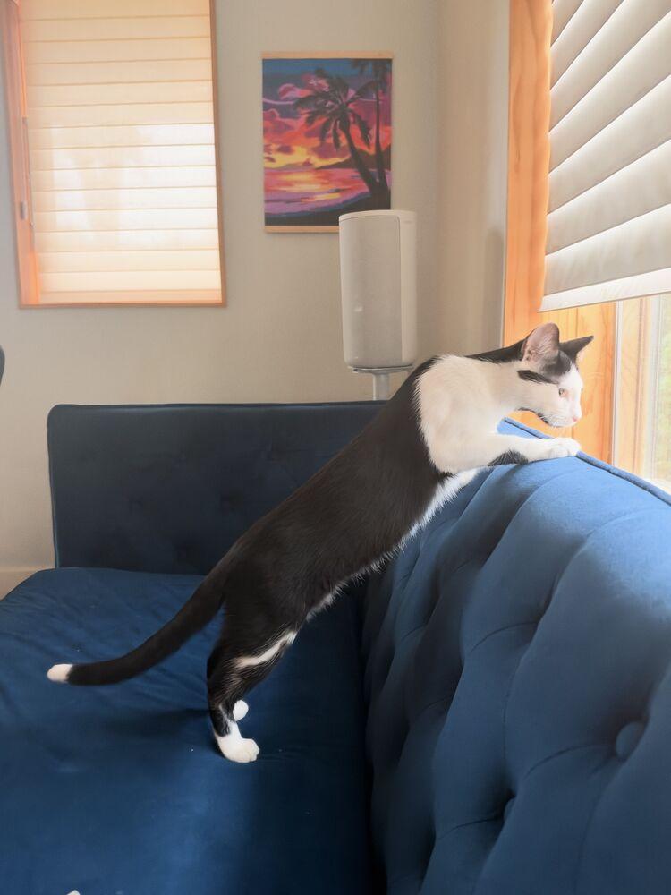 Enlarge Oreo (Bonded to Spice), a Adoptable mixed breed in Wheaton, IL image 5/6