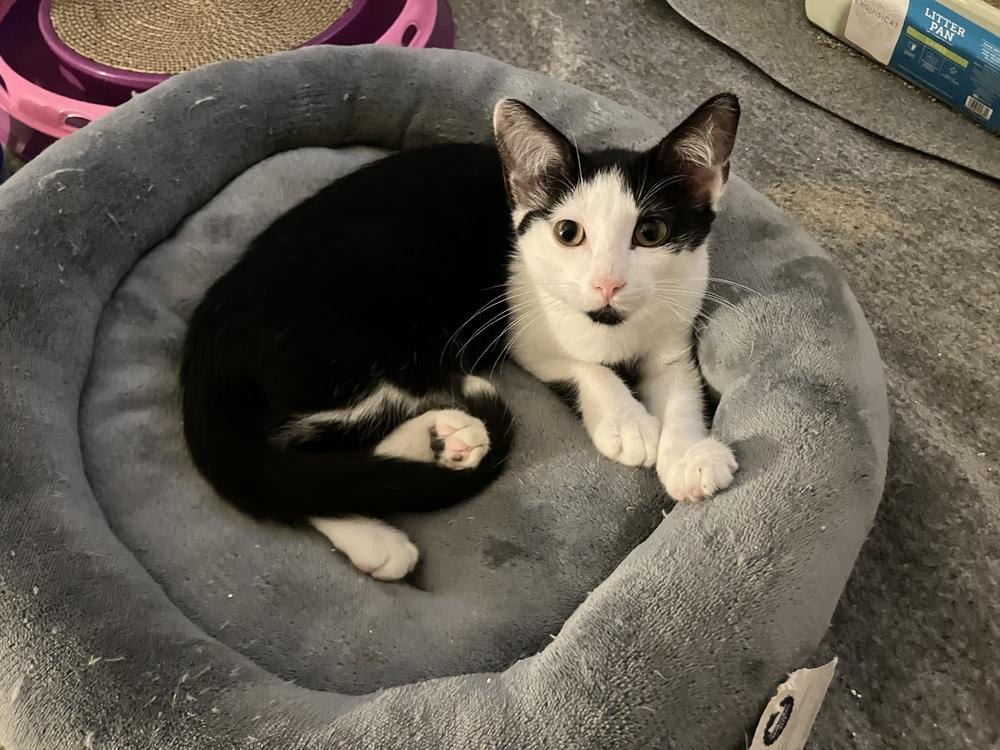 Enlarge Oreo (Bonded to Spice), a Adoptable mixed breed in Wheaton, IL image 6/6
