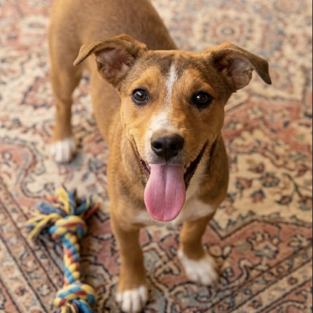 Ladybug! Tiny Legs, Full-Speed Happiness, and the Social Skills of a Celebrity, Adoptable, Young Female Mixed Breed.