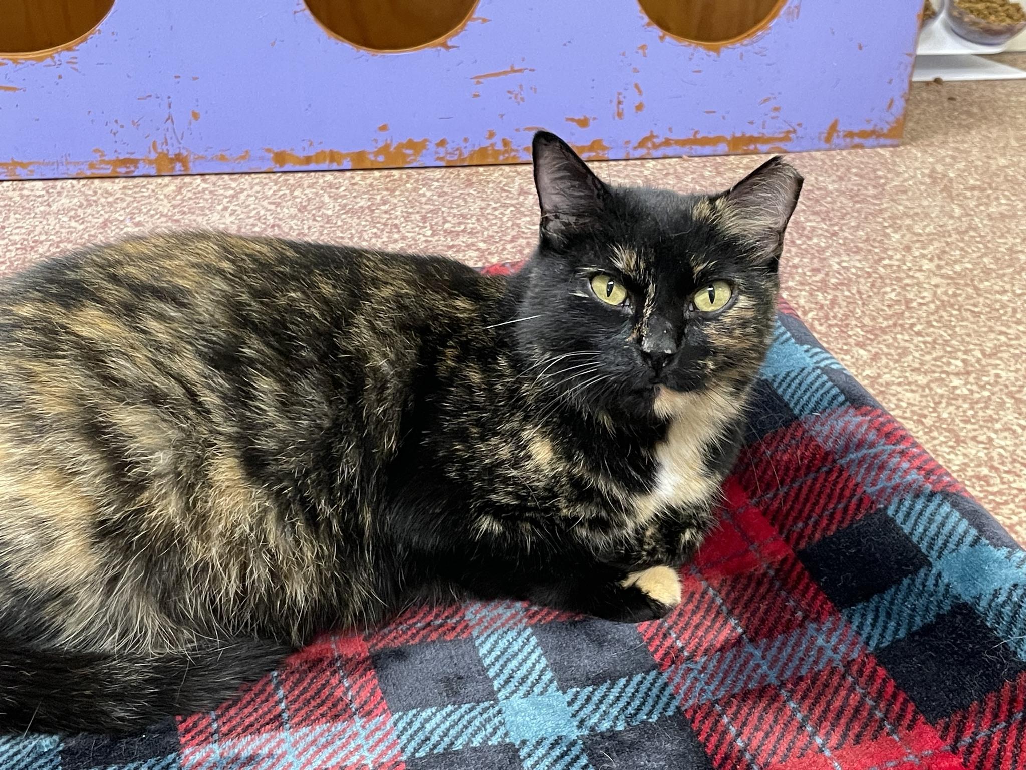 Enlarge Snarky, an adoptable Domestic Short Hair in Round Rock, TX image 3/6