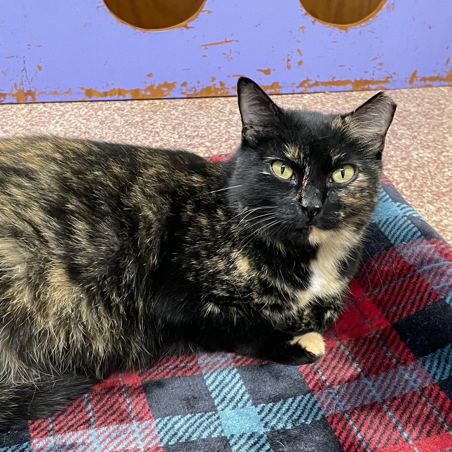 Enlarge Snarky, an adoptable Domestic Short Hair in Round Rock, TX image 3/6