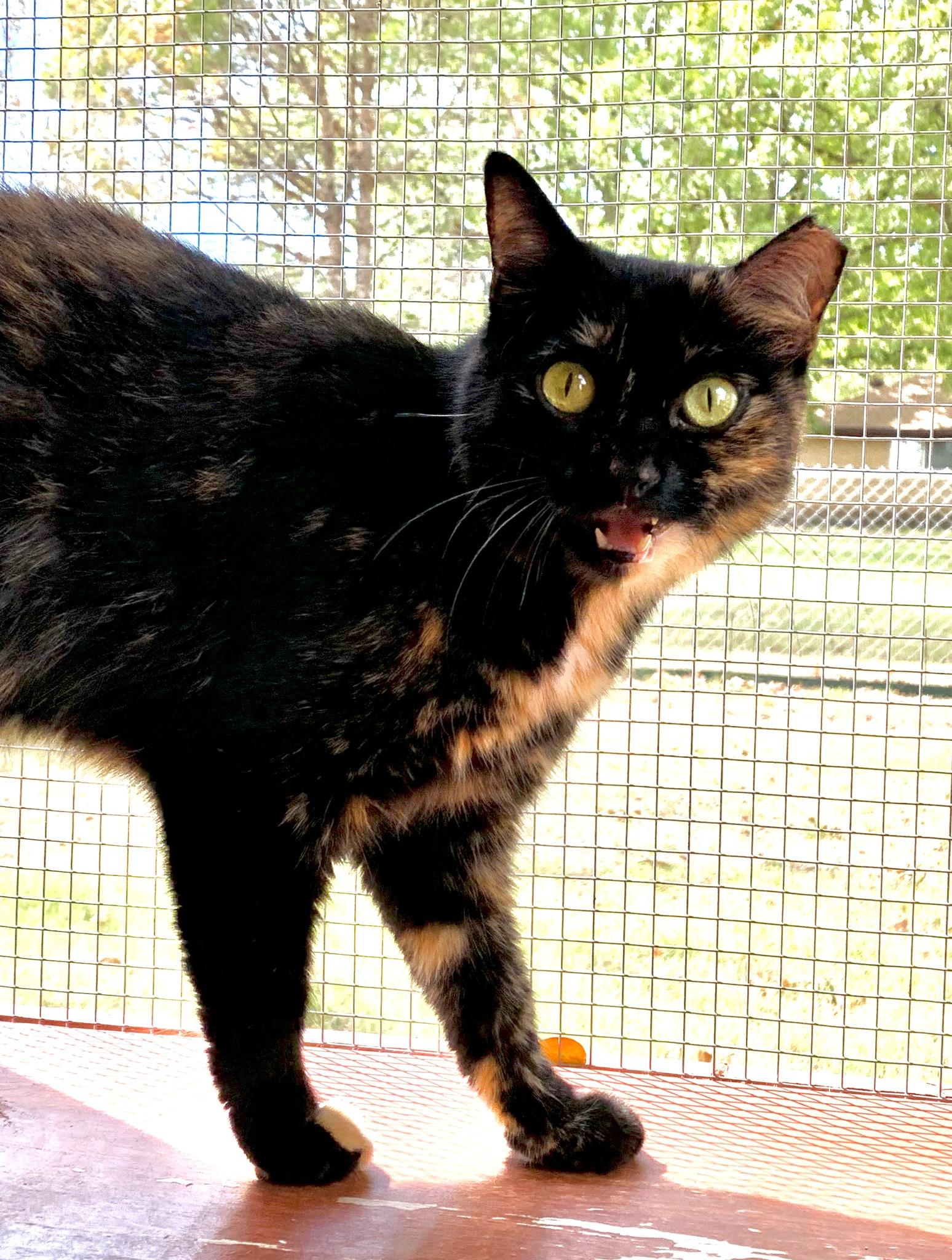 Enlarge Snarky, an adoptable Domestic Short Hair in Round Rock, TX image 4/6