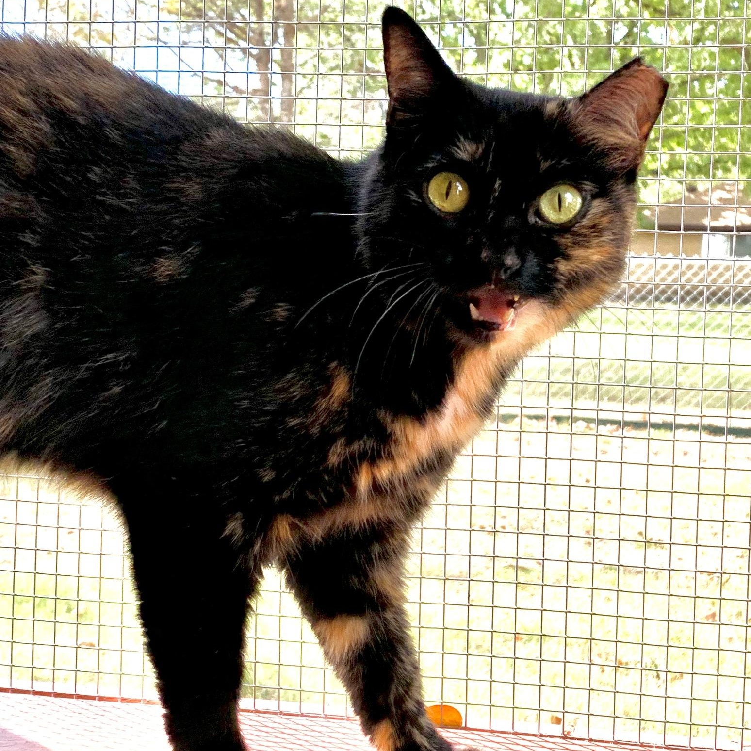 Enlarge Snarky, an adoptable Domestic Short Hair in Round Rock, TX image 4/6