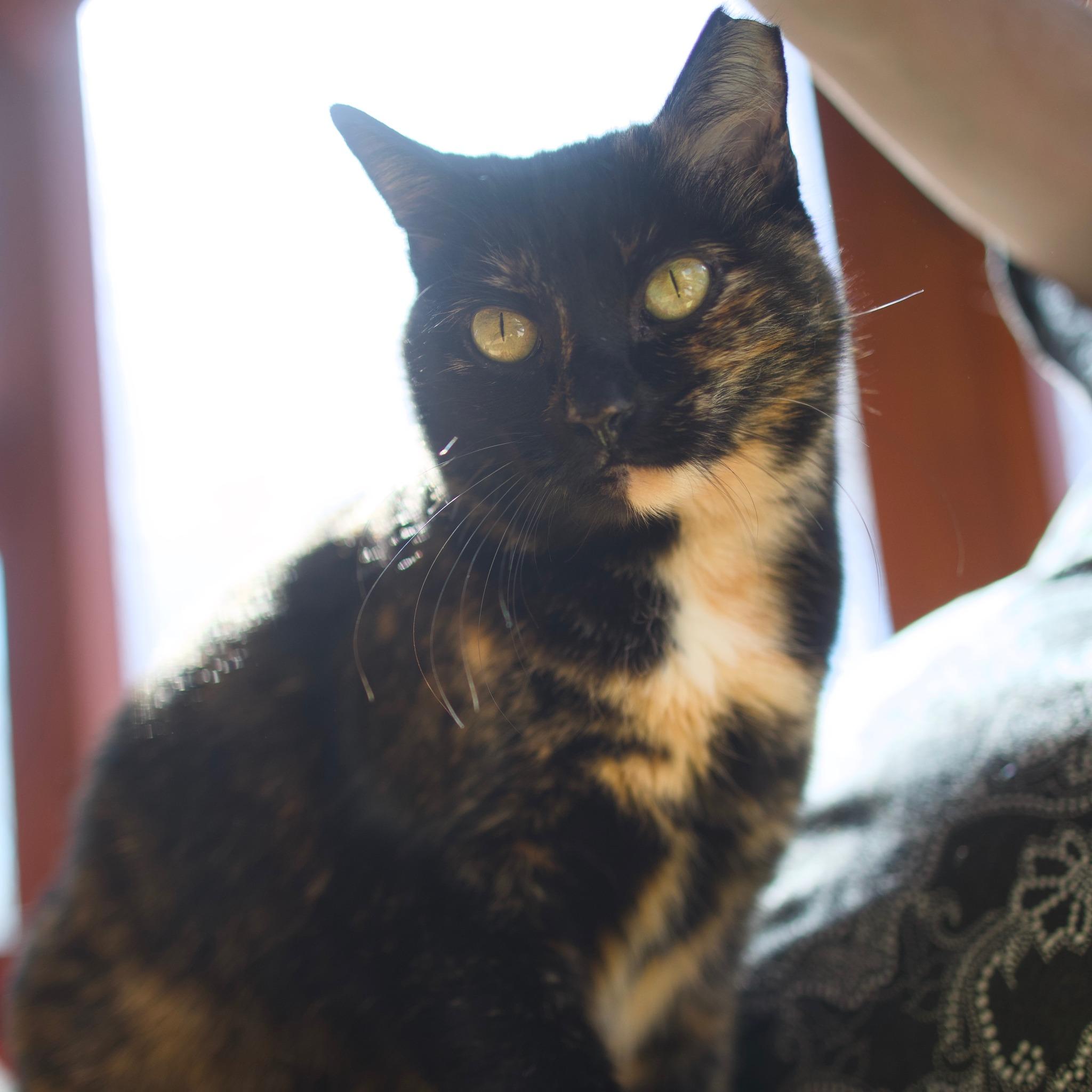 Enlarge Snarky, an adoptable Domestic Short Hair in Round Rock, TX image 5/6