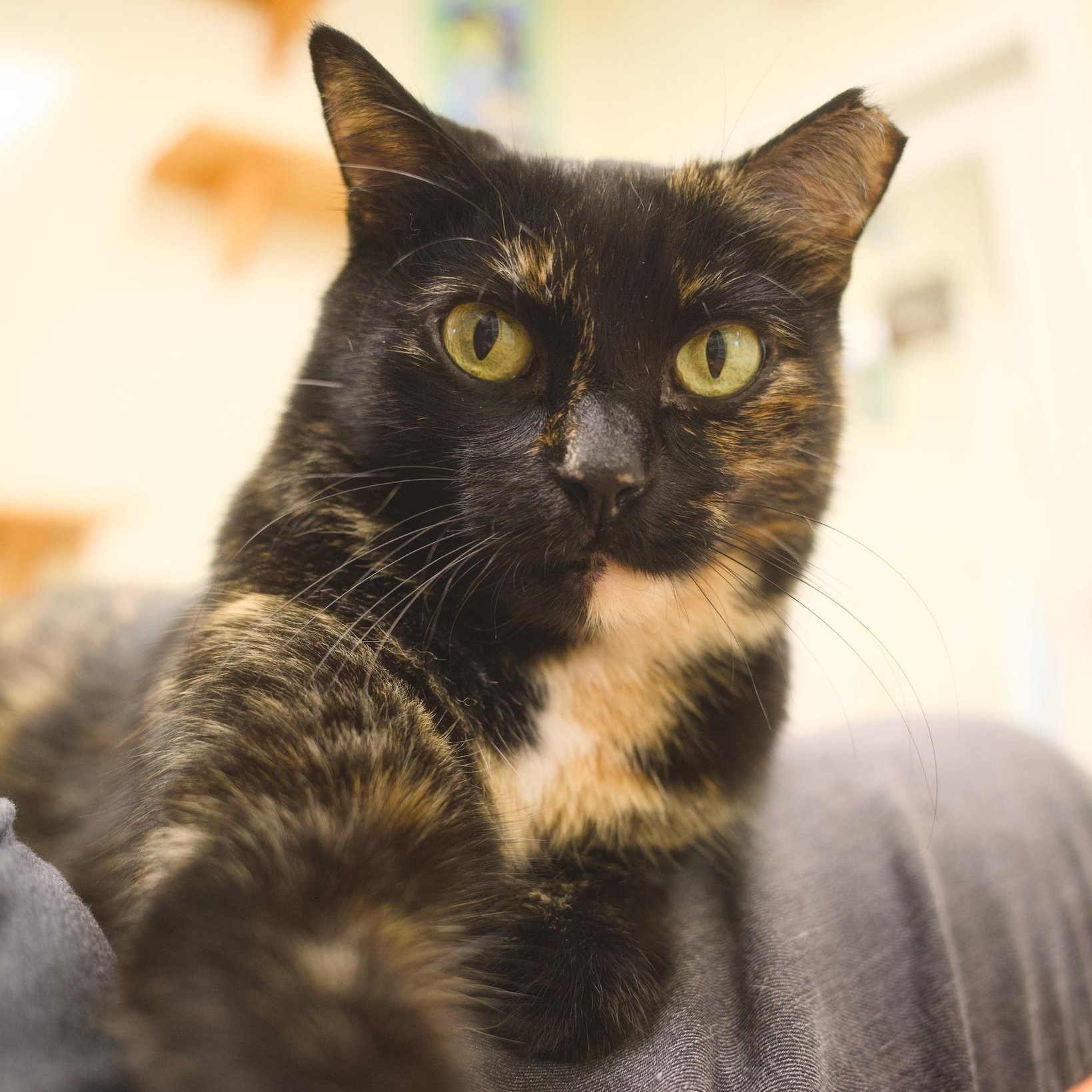 Enlarge Snarky, an adoptable Domestic Short Hair in Round Rock, TX image 6/6