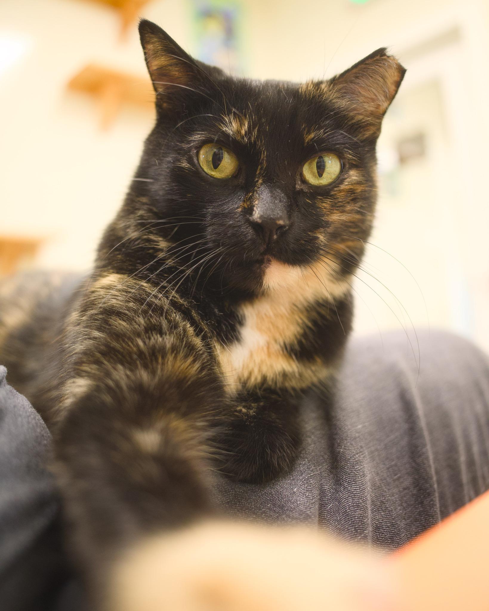 Enlarge Snarky, an adoptable Domestic Short Hair in Round Rock, TX image 6/6