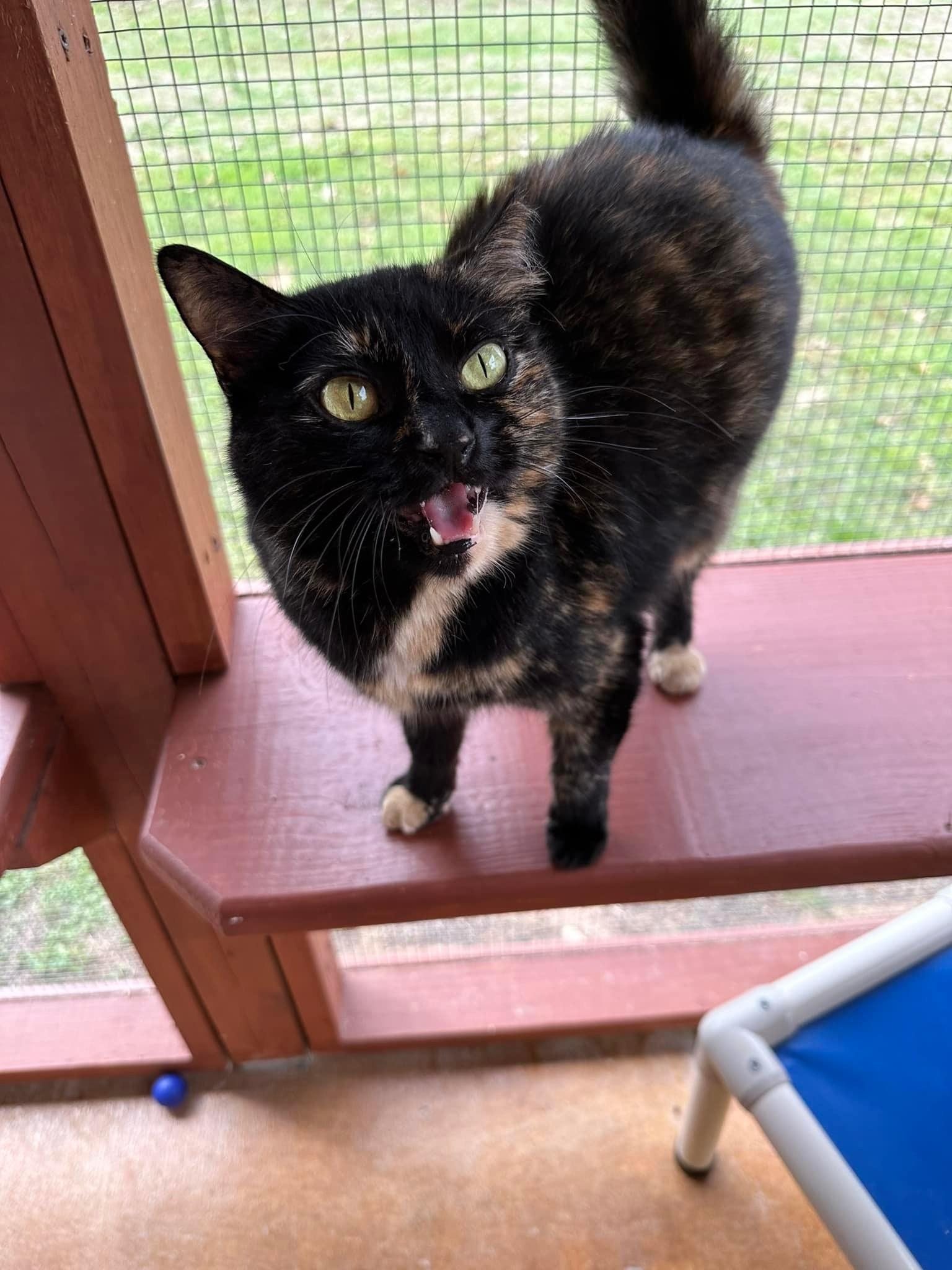 Enlarge Snarky, an adoptable Domestic Short Hair in Round Rock, TX image 2/6