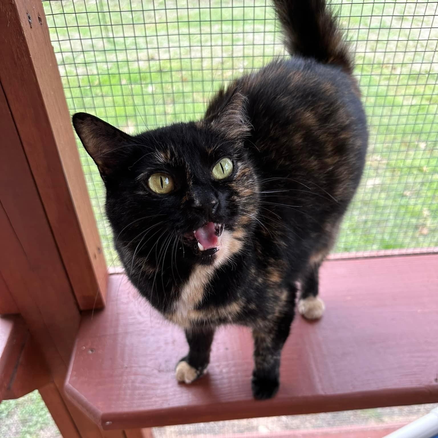 Enlarge Snarky, an adoptable Domestic Short Hair in Round Rock, TX image 2/6