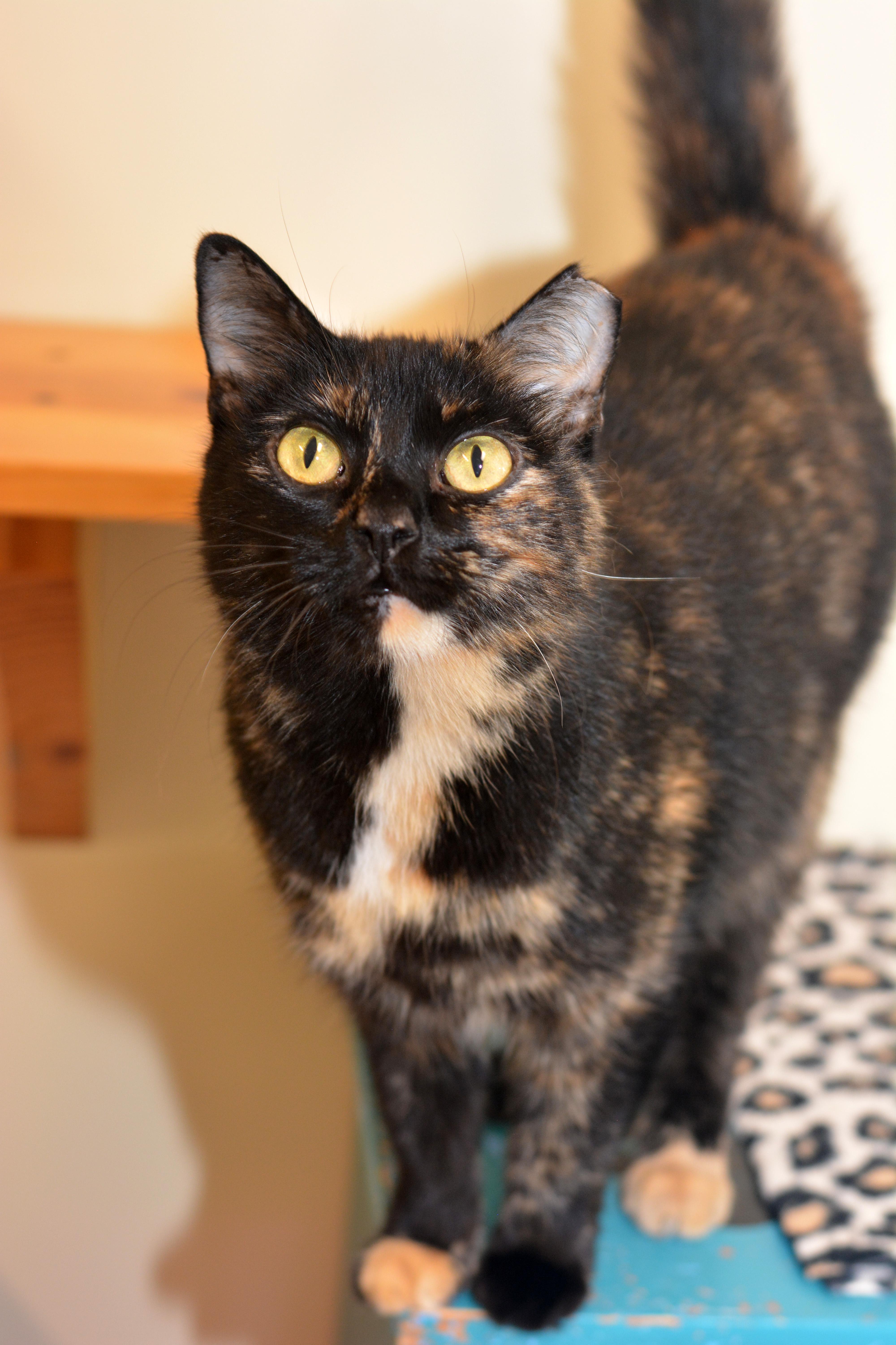 Snarky, adoptable, Senior Female Domestic Short Hair.
