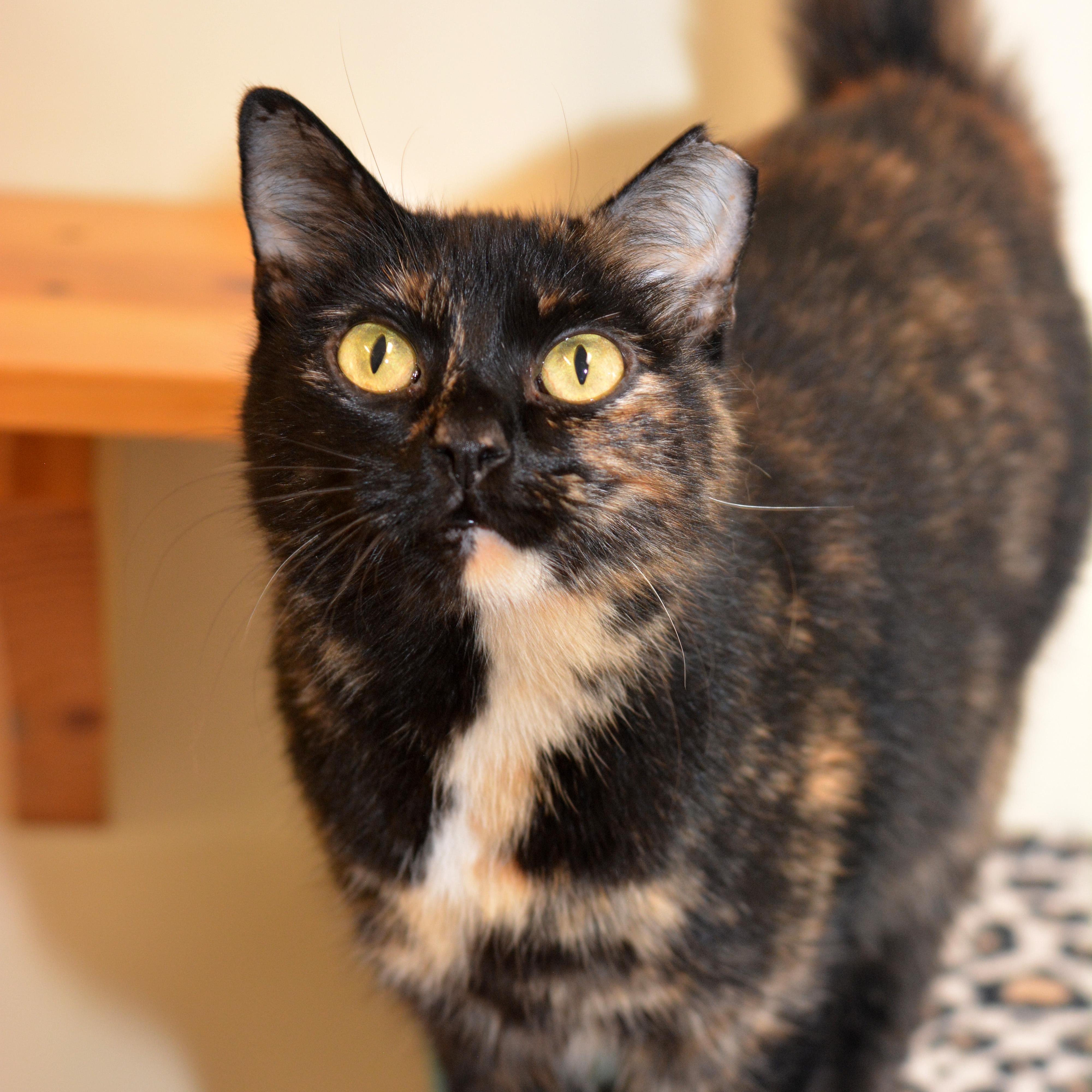 Enlarge Snarky, an adoptable Domestic Short Hair in Round Rock, TX image 1/6