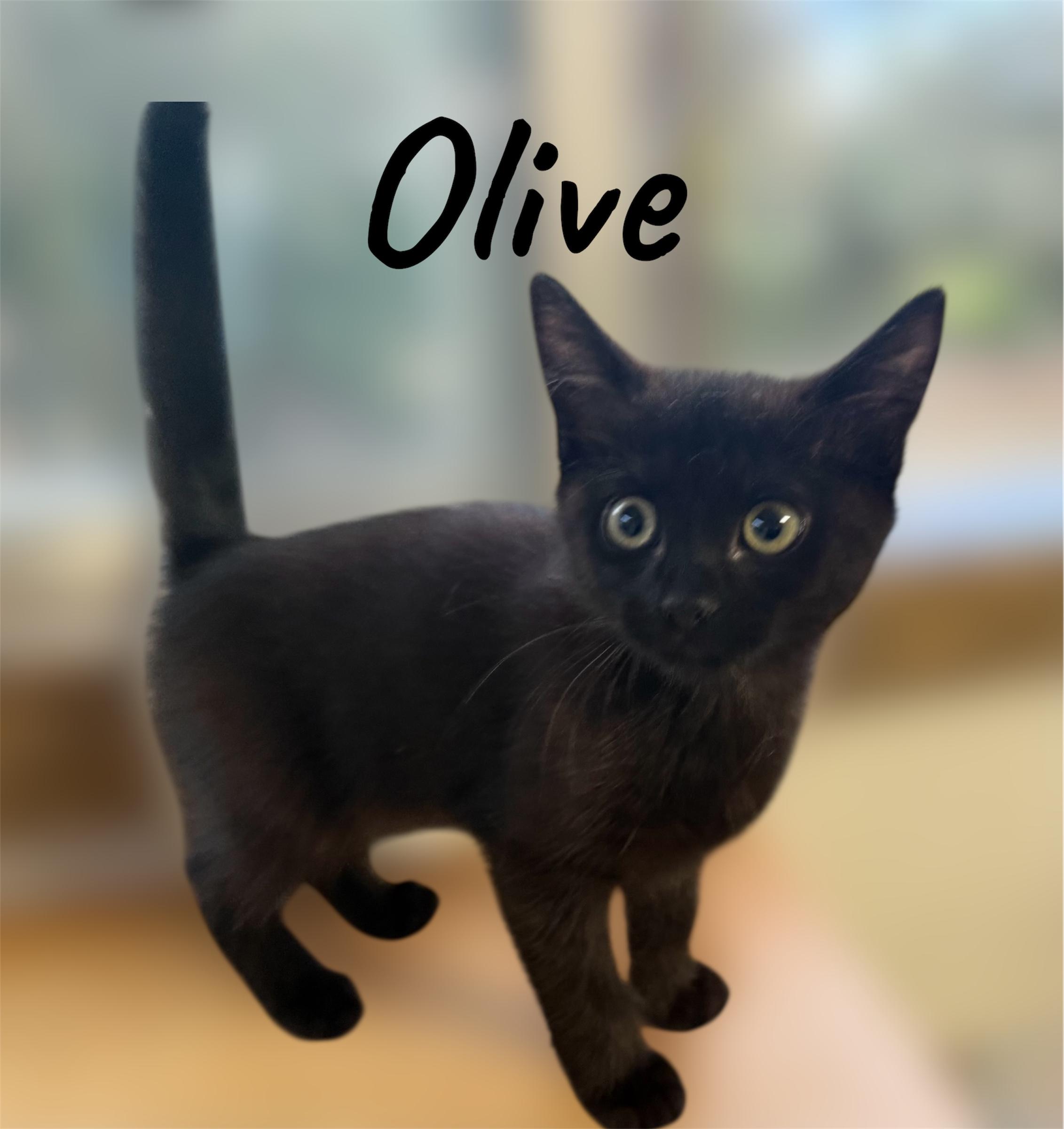 Enlarge Olive, a Adoptable Domestic Short Hair in Auburn, CA image 1/2