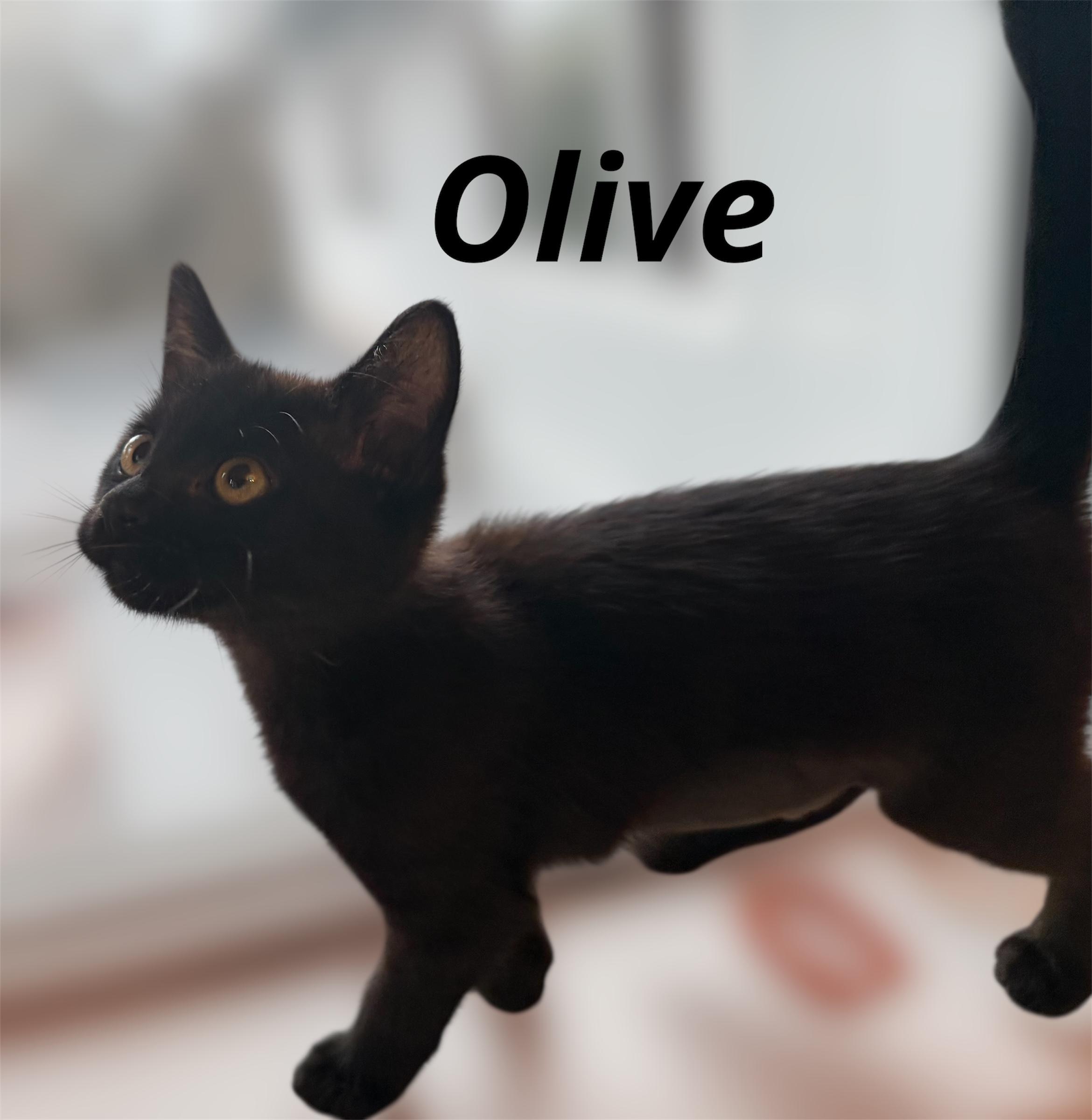 Enlarge Olive, a Adoptable Domestic Short Hair in Auburn, CA image 2/2