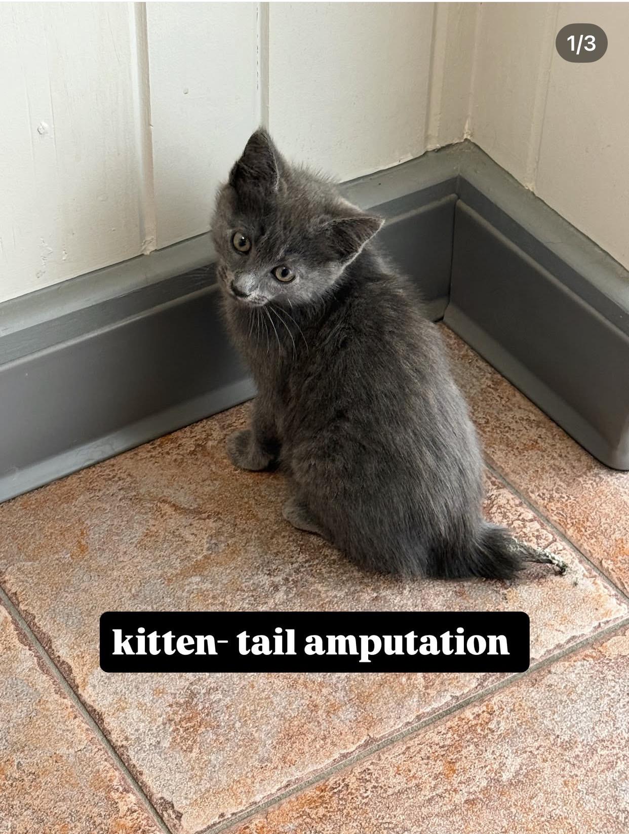 Simon, Adoptable, Kitten Male Russian Blue.