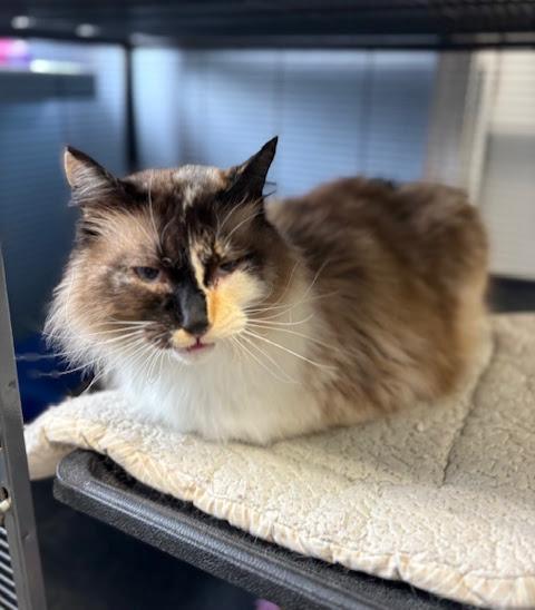 Fluff, a ADOPTABLE mixed breed in Long Beach, WA image 3/4