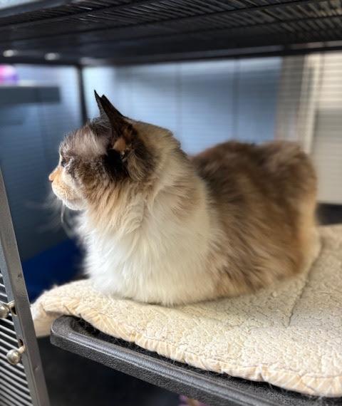 Fluff, a ADOPTABLE mixed breed in Long Beach, WA image 4/4
