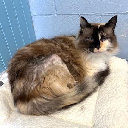 Fluff, ADOPTABLE, Senior Female Siamese & Domestic Long Hair.