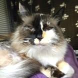 Fluff, a ADOPTABLE mixed breed in Long Beach, WA image 2/4