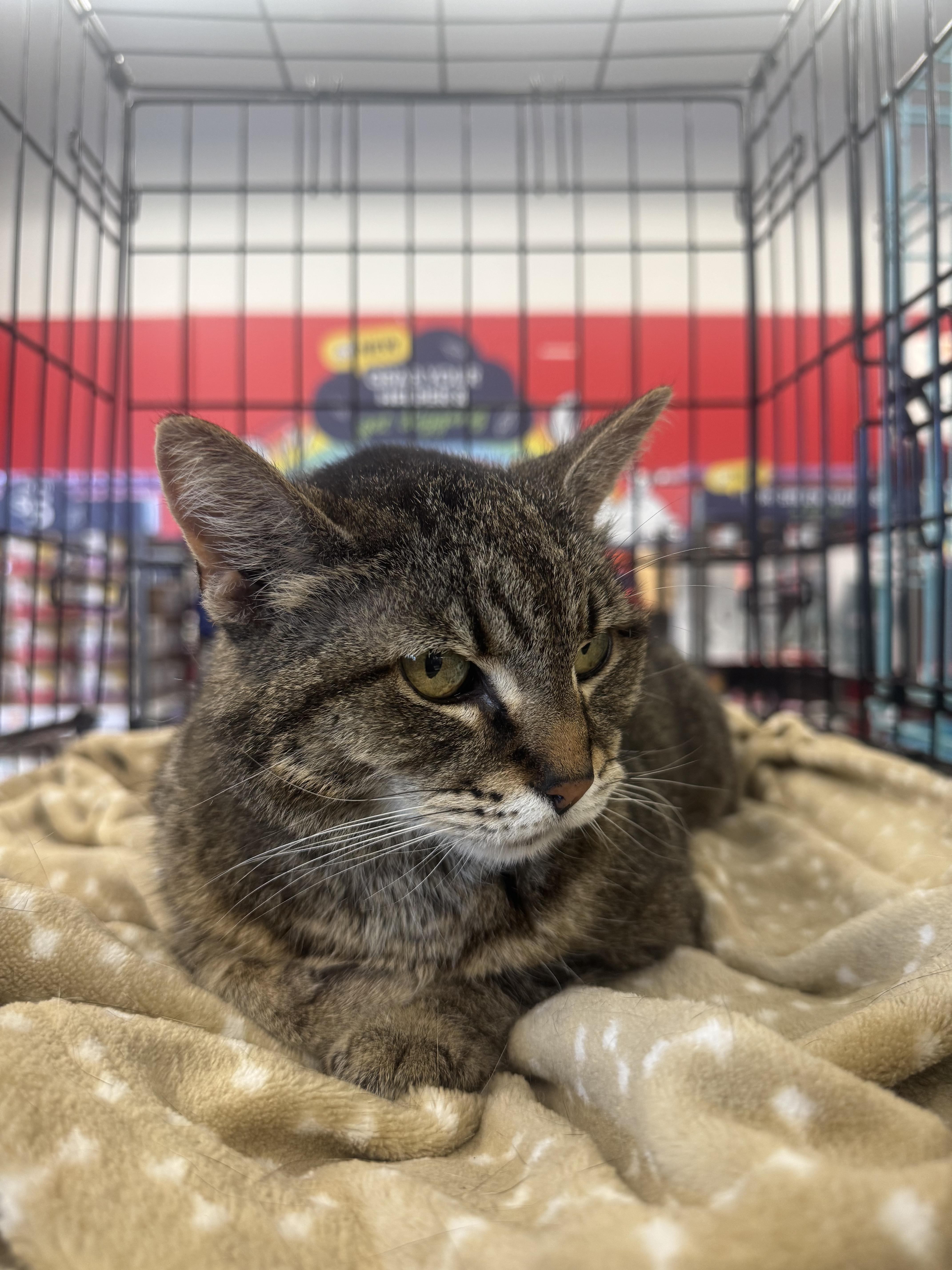 Enlarge Caspia, a Adoptable Domestic Short Hair in Great Mills, MD image 2/2