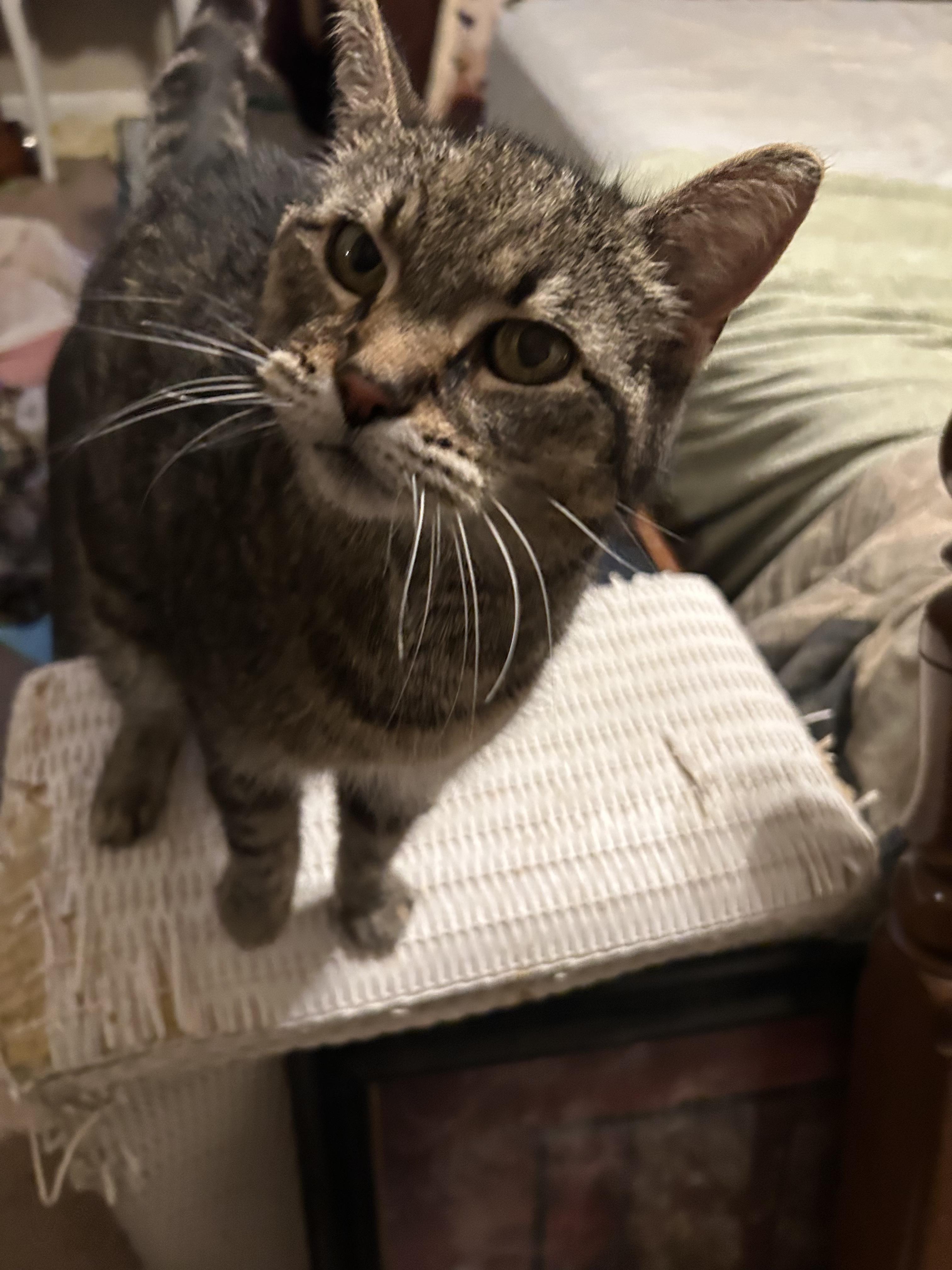 Enlarge Caspia, a Adoptable Domestic Short Hair in Great Mills, MD image 1/2