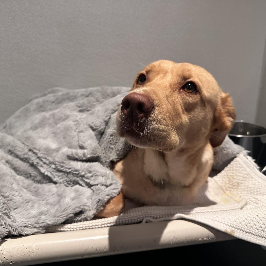 Kiddie, Adoptable, Adult Female Mixed Breed.