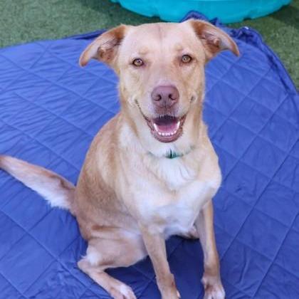 Enlarge Kiddie, a Adoptable Mixed Breed in New York, NY image 2/6