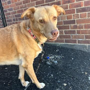 Enlarge Kiddie, a Adoptable Mixed Breed in New York, NY image 6/6