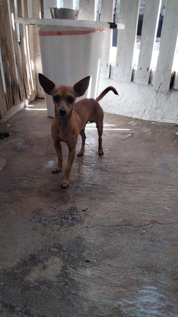 Enlarge Kodie, a Adopted Chihuahua in San Juan de Abajo, NAY image 1/1