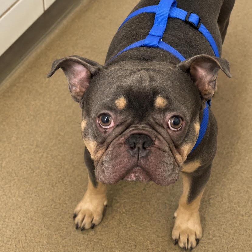 Jordan 7085, adopted, Adult Male English Bulldog.