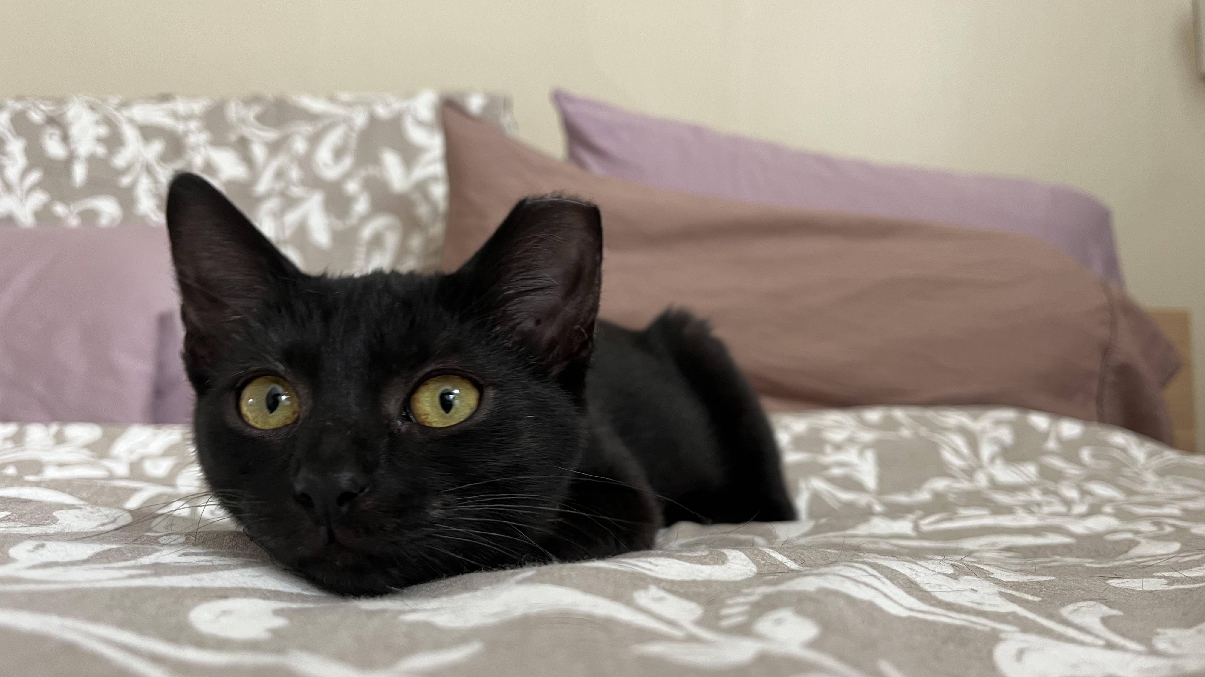 Enlarge Kenny, a Adopted Domestic Short Hair in San Francisco, CA image 6/6