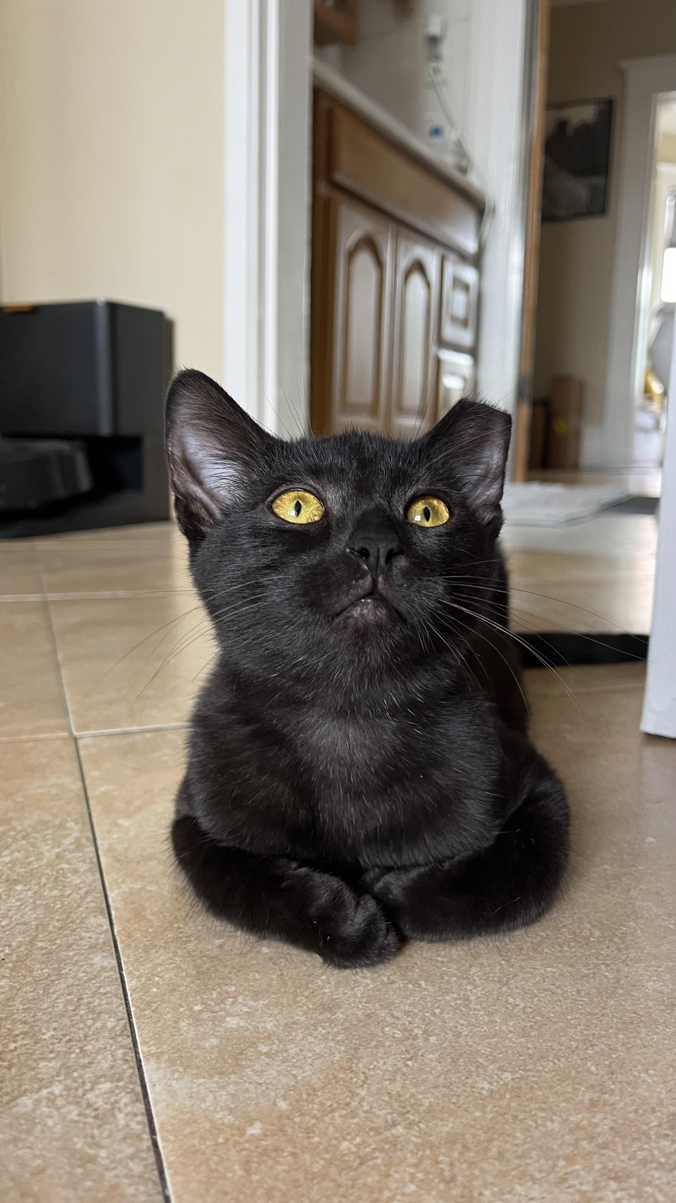 Enlarge Kenny, a Adopted Domestic Short Hair in San Francisco, CA image 1/6