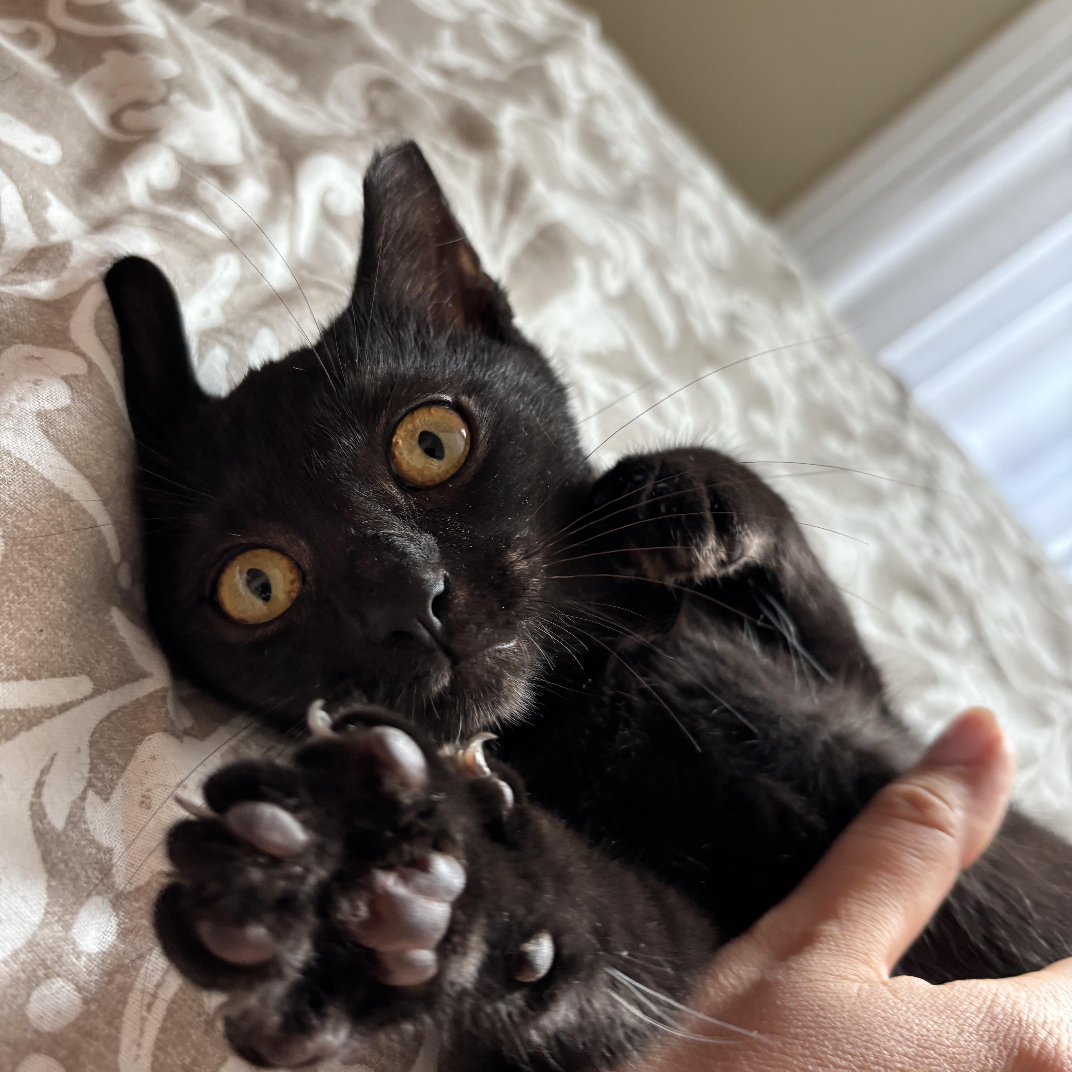 Enlarge Kenny, a Adopted Domestic Short Hair in San Francisco, CA image 3/6