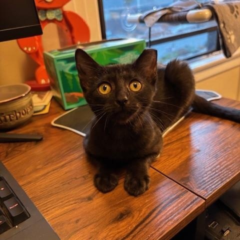 Enlarge Kenny, a Adopted Domestic Short Hair in San Francisco, CA image 5/6