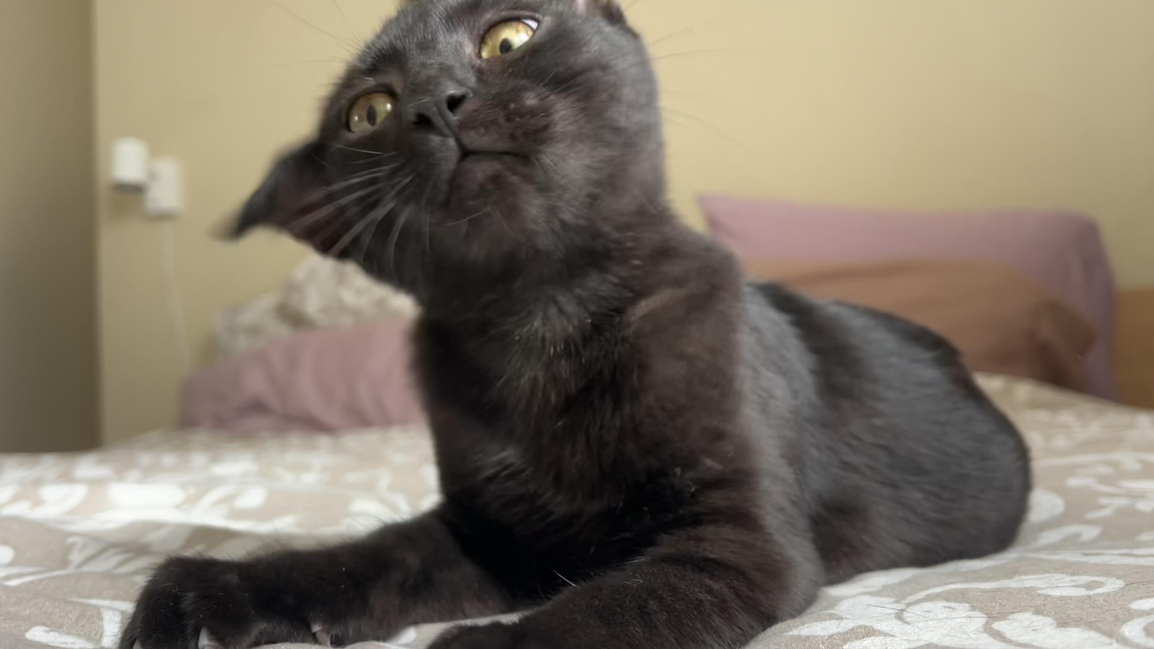 Enlarge Kenny, a Adopted Domestic Short Hair in San Francisco, CA image 4/6