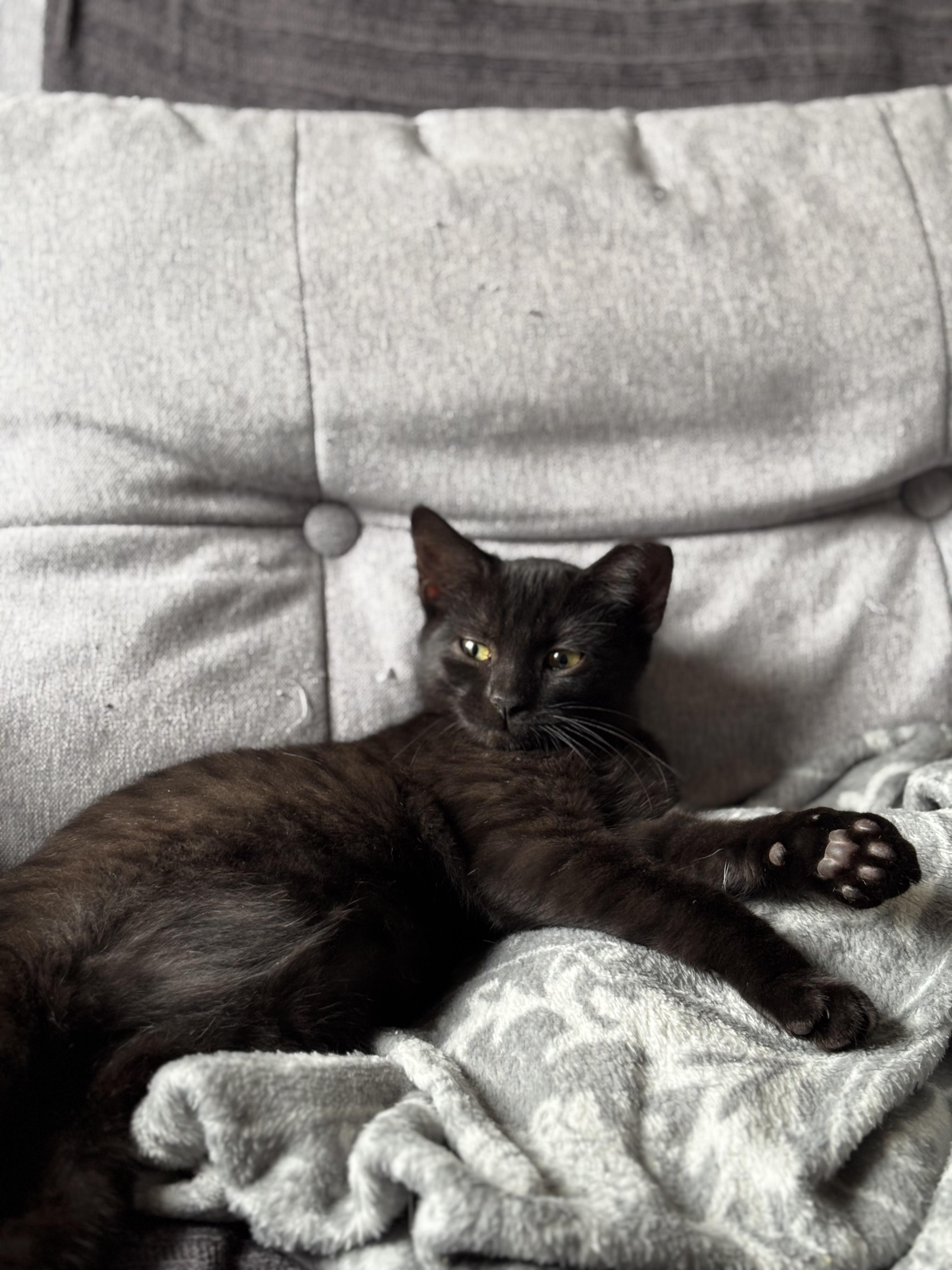 Enlarge Kenny, a Adopted Domestic Short Hair in San Francisco, CA image 2/6