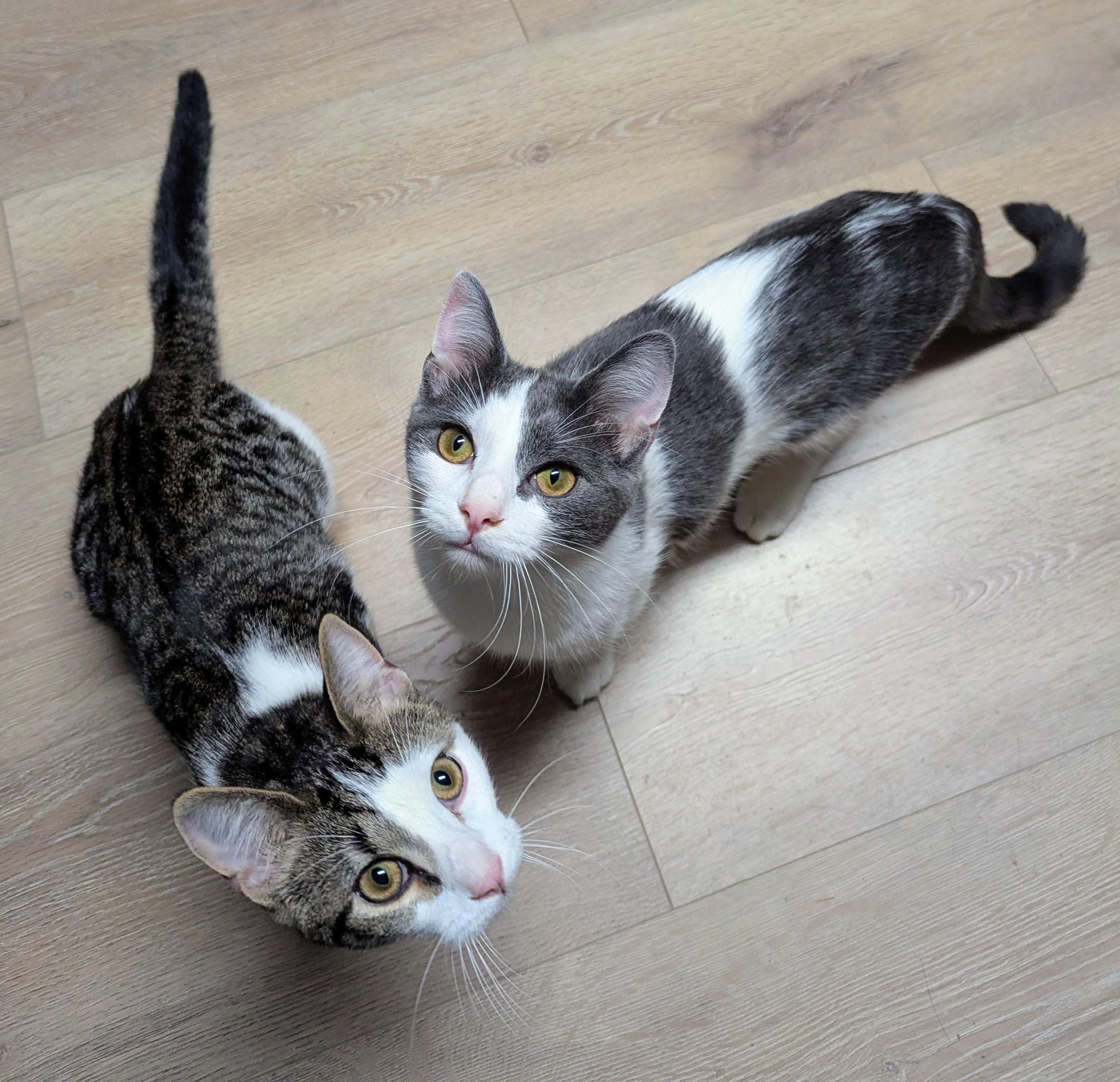 Aster, an adoptable Domestic Short Hair in Little Falls, MN, 56345 | Photo Image 3