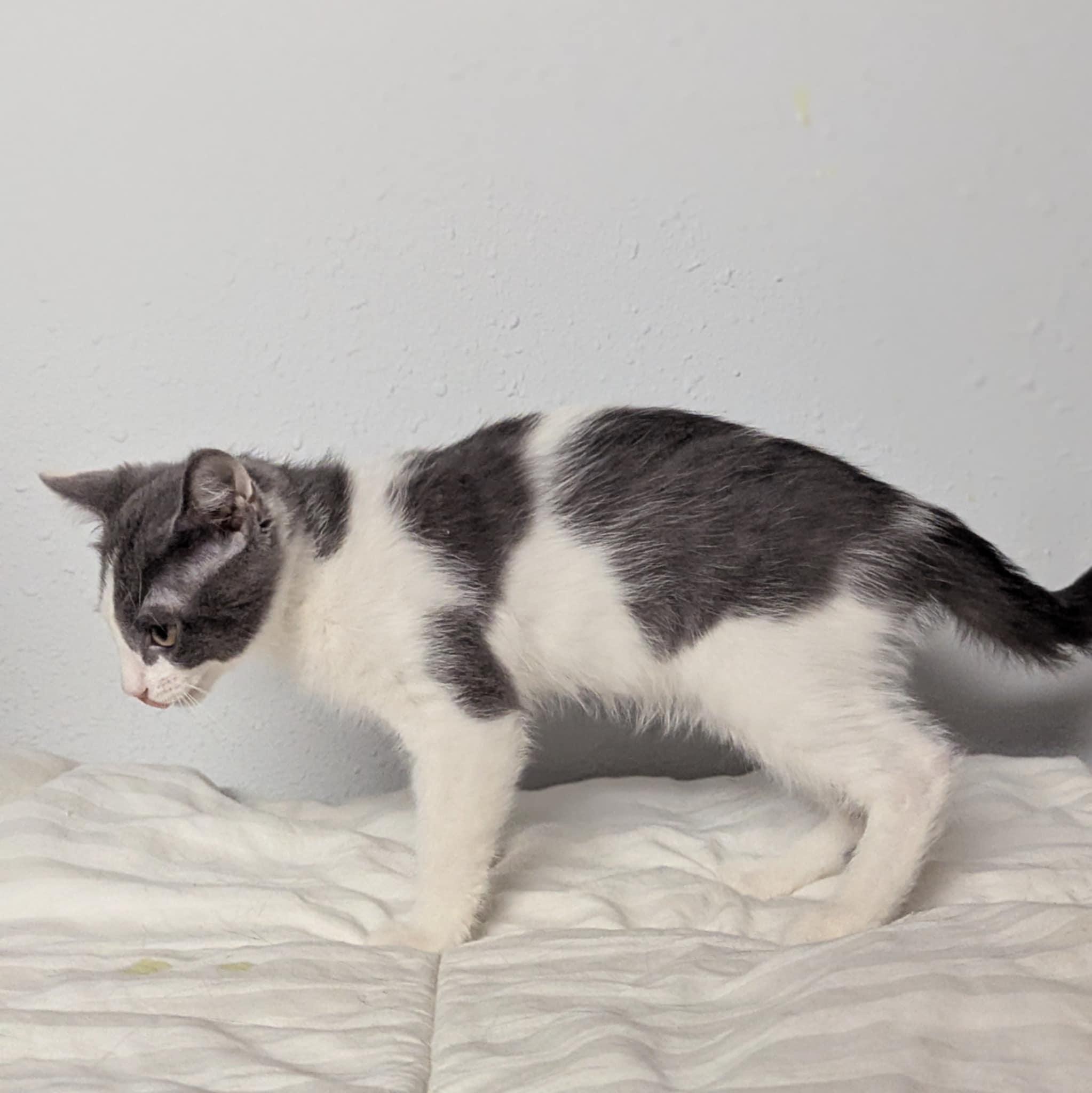 Enlarge Aster, a Adoptable Domestic Short Hair in Little Falls, MN image 5/5