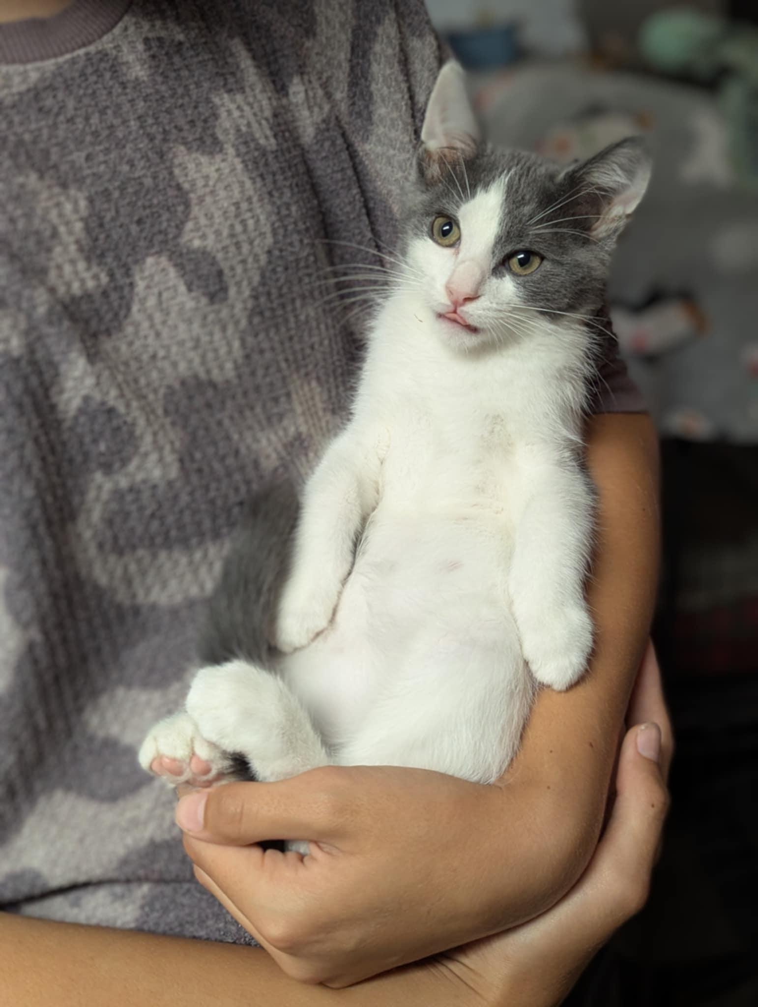Aster, an adoptable Domestic Medium Hair in Little Falls, MN, 56345 | Photo Image 3