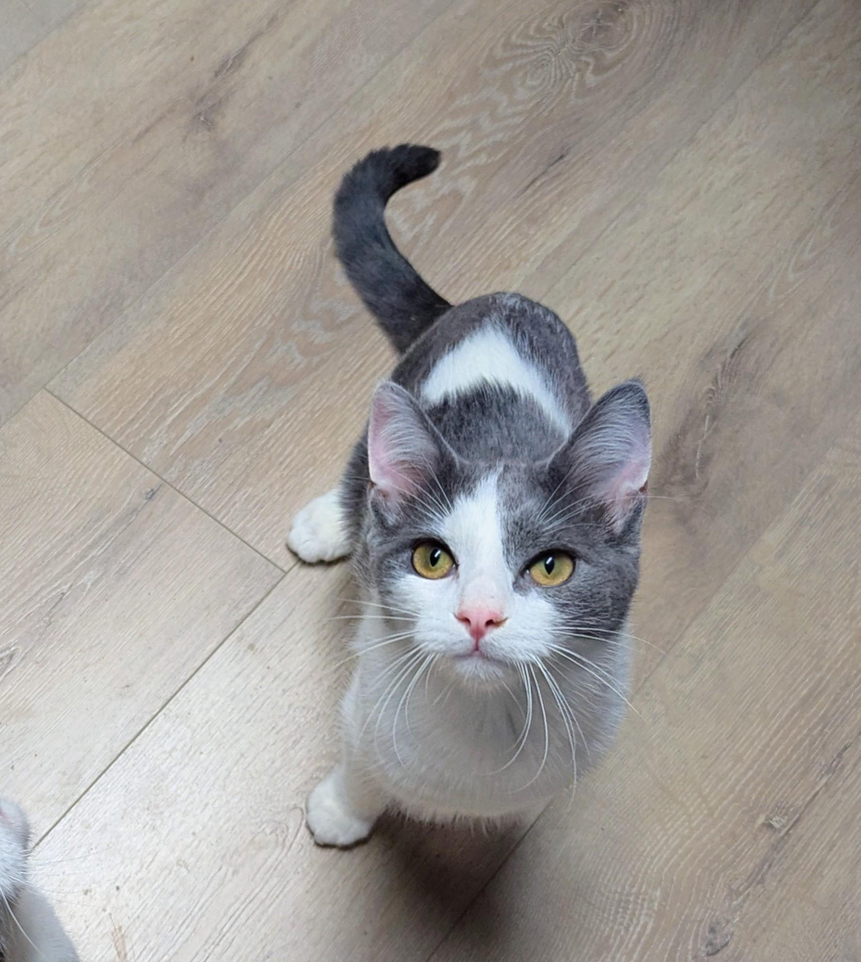 Aster, Adoptable, Young Male Domestic Short Hair.