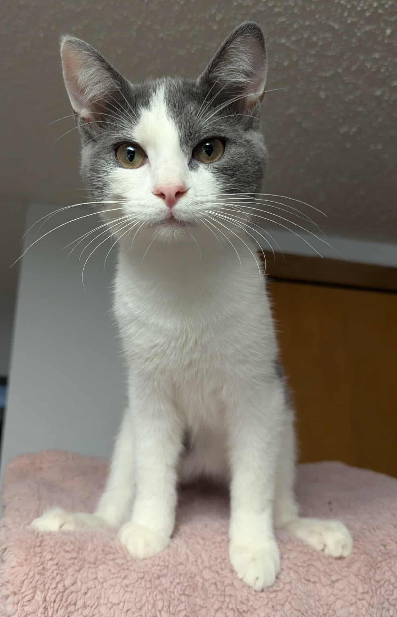 Aster, an adoptable Domestic Medium Hair in Little Falls, MN, 56345 | Photo Image 1