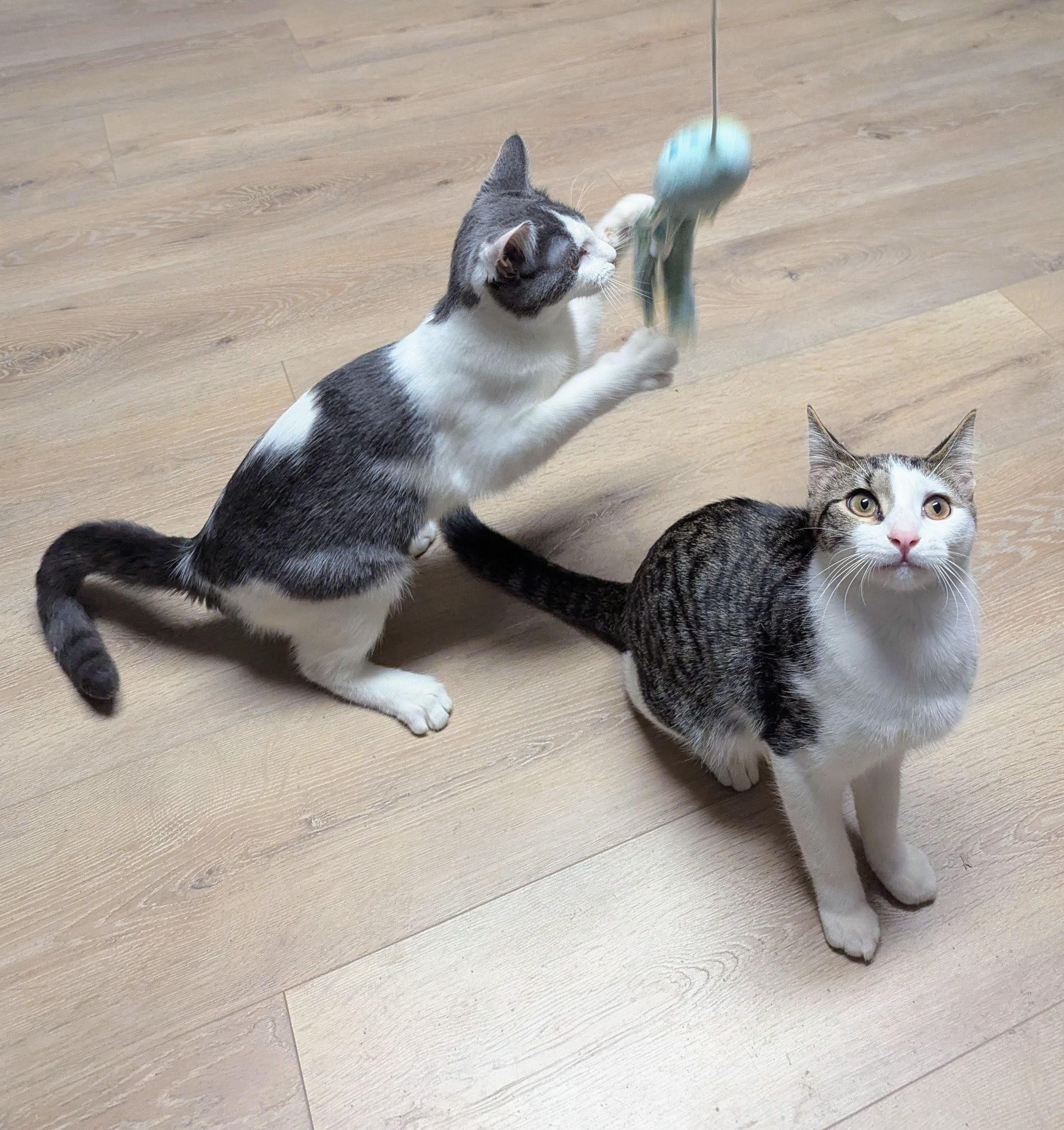 Enlarge Aster, a Adoptable Domestic Short Hair in Little Falls, MN image 3/5