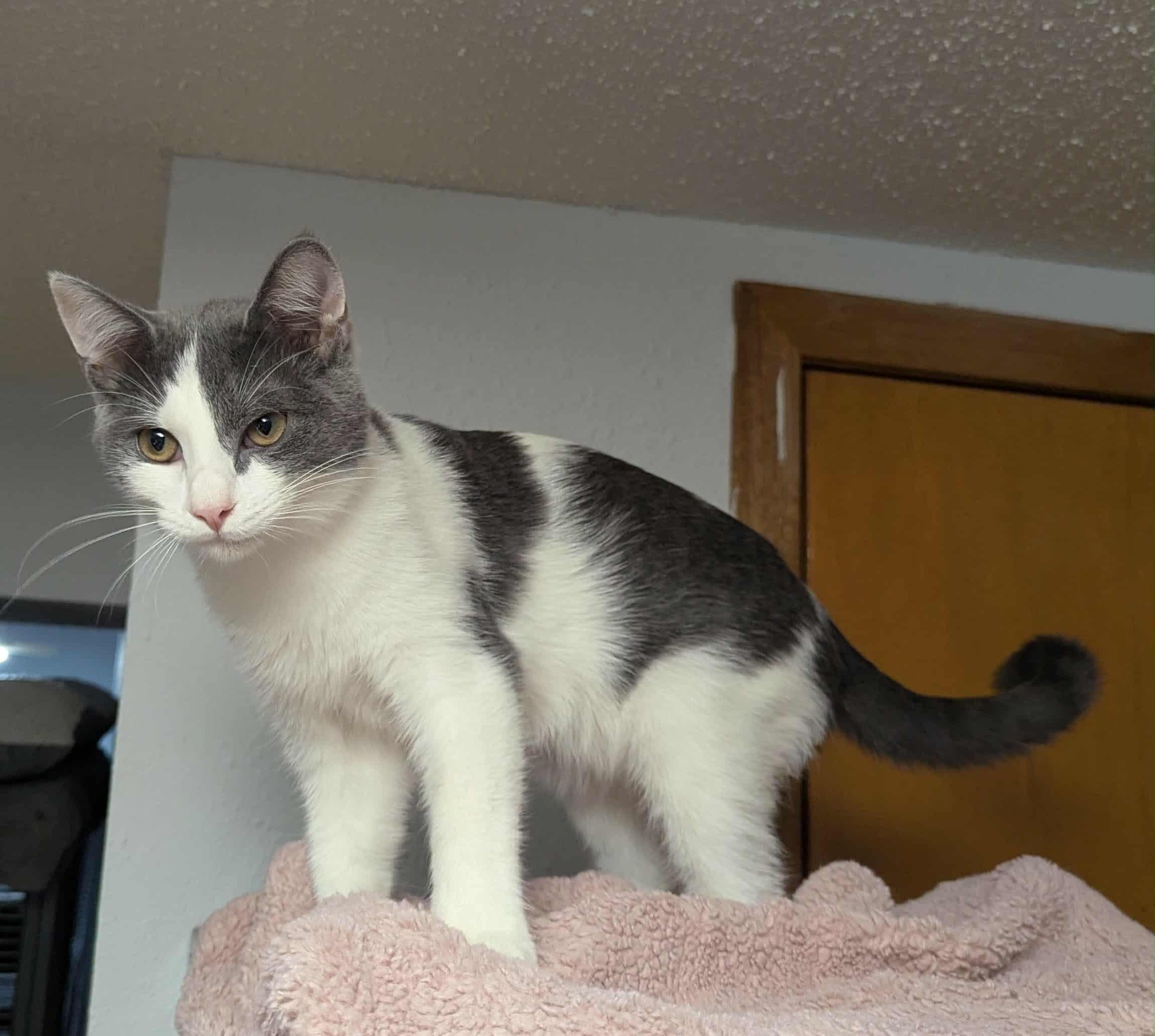 Aster, an adoptable Domestic Medium Hair in Little Falls, MN, 56345 | Photo Image 4