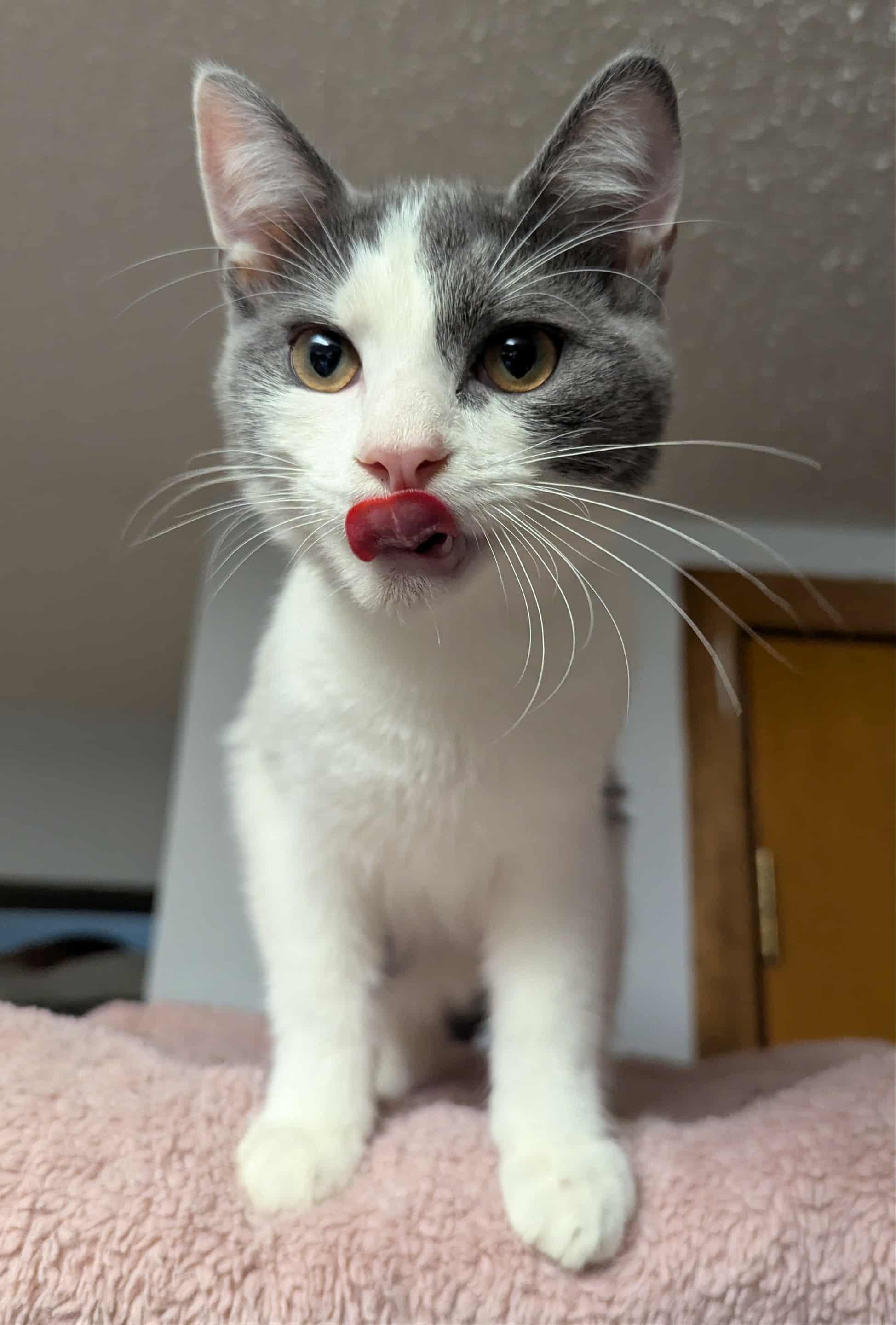 Aster, an adoptable Domestic Medium Hair in Little Falls, MN, 56345 | Photo Image 6