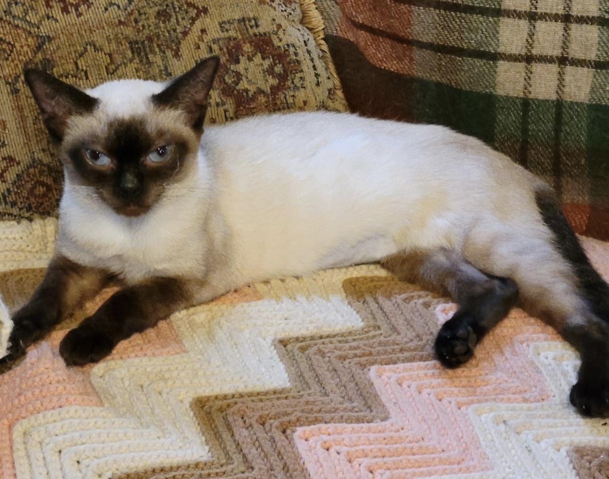Mia, an adopted Siamese in Export, PA image 1/5