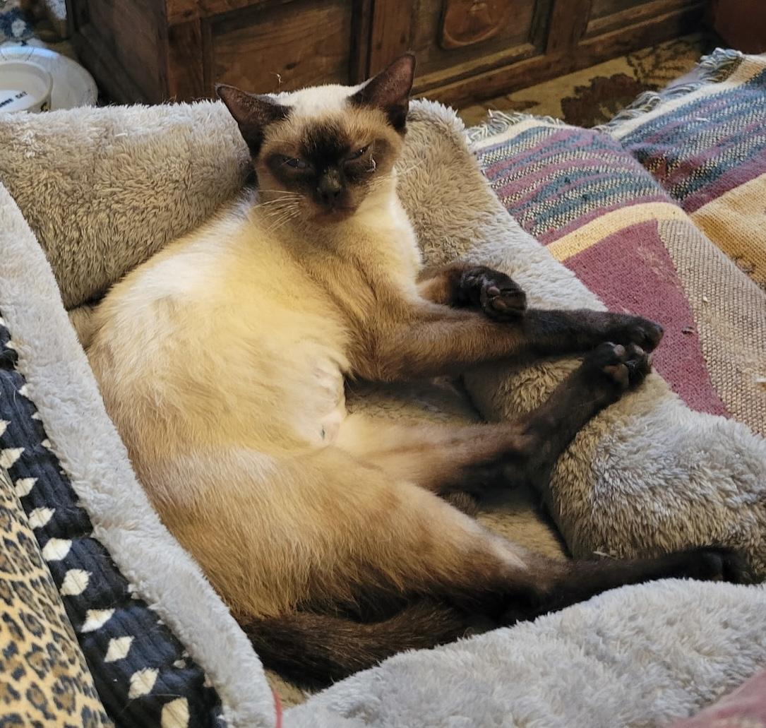 Mia, an adopted Siamese in Export, PA image 5/5