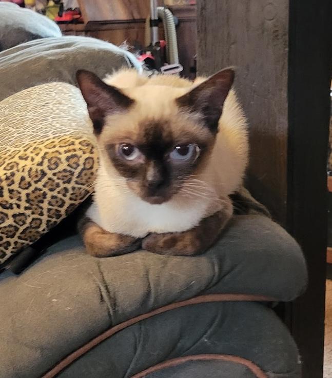Mia, an adopted Siamese in Export, PA image 3/5