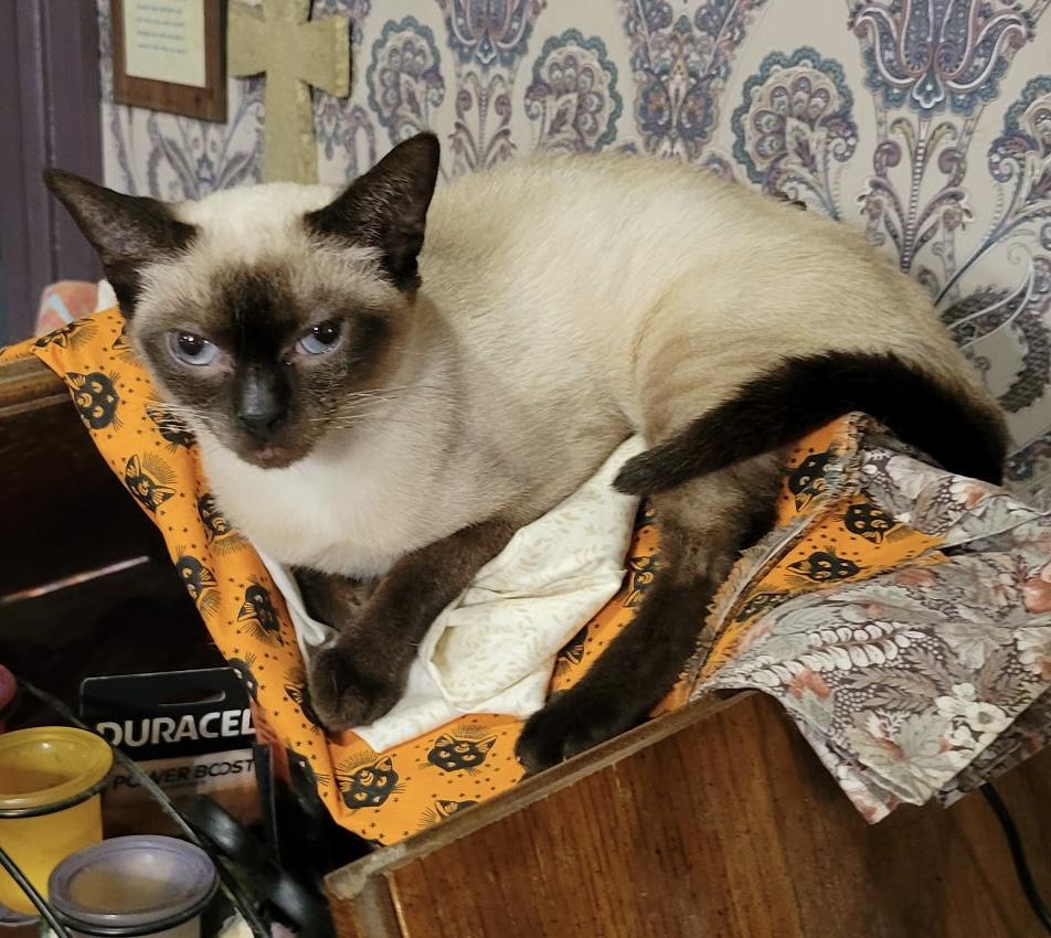 Mia, an adopted Siamese in Export, PA image 2/5