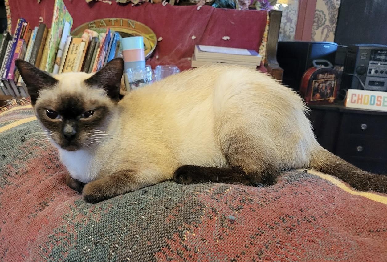 Mia, an adopted Siamese in Export, PA image 4/5