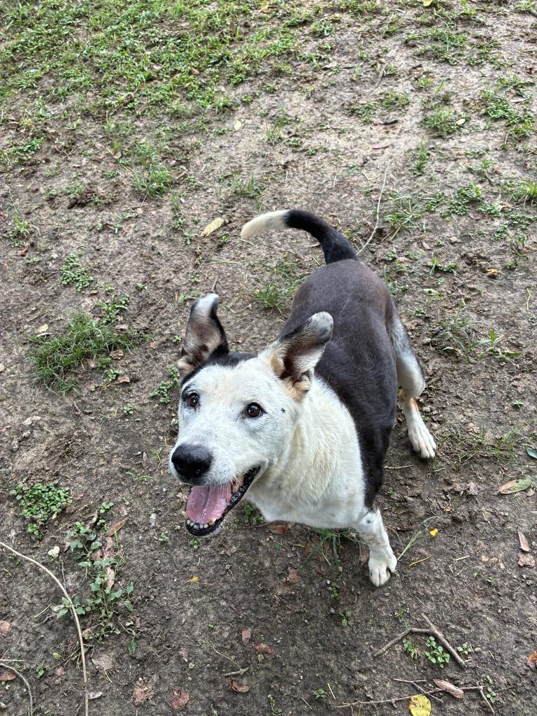 Tessa, a Adoptable Mixed Breed in Sorrento, LA image 1/6