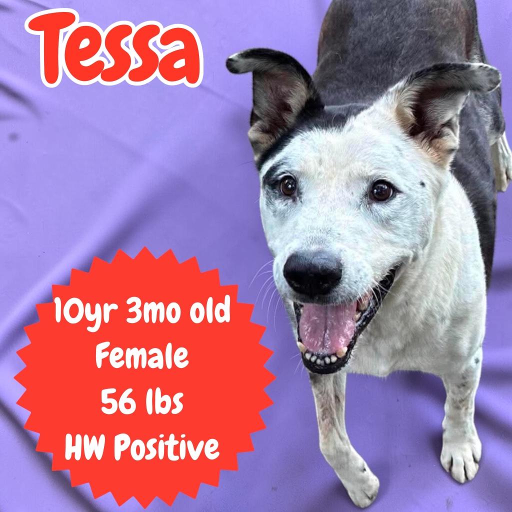 Tessa, a Adoptable Mixed Breed in Sorrento, LA image 2/6