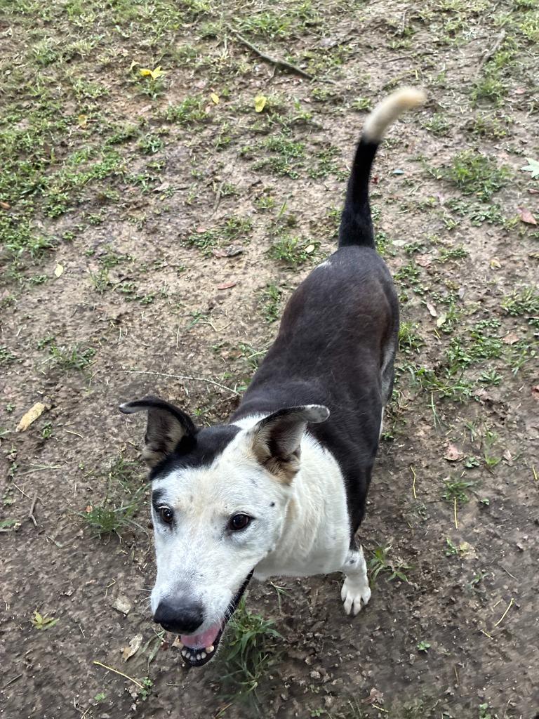 Tessa, a Adoptable Mixed Breed in Sorrento, LA image 3/6